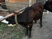 İnek, Latvian Blue cattle — foto 2