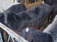 Biri-biri betina, Sheep — foto 2