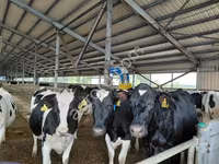 ላም, Holstein breed — ፎቶ 3