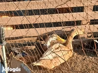 Ducks — zdjęcie 6