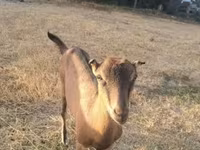 Ri’ dhaddig, Goats — sawirka 1