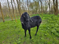 Buk, Nubian Goat — foto 4