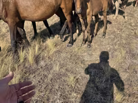 Ngựa cái, Kazakh horse — ảnh 4