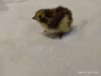 Quails — 1 зураг