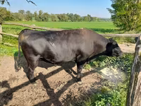 گاو نر, آبرادین-آنگوس — عکس 2