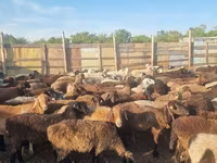 Brebis, Hissar sheep — photo 3