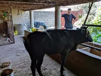 ላም, Cattle — ፎቶ 5
