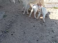 Capra, Capre — foto 1