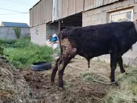 گاو نر, Simmental cattle — عکس 6