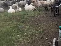 Kambing betina, Sheep — foto 1