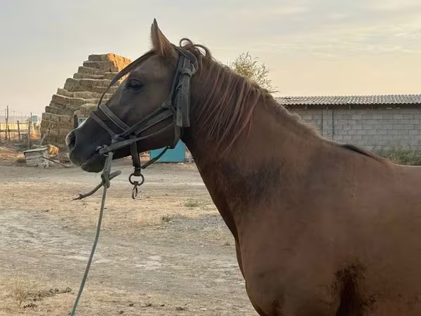Kobyła, Arabian horse