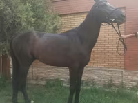 Faras, Anglo-Arabian — sawirka 7