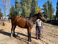 Kobyła, Thoroughbred horse — zdjęcie 4