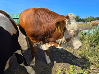 Tjur, Swiss cattle — foto 5