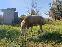 Montone, Arashan sheep — foto 6