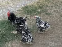 Brahma — foto 1