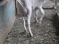 بز ماده, Saanen goat — عکس 7