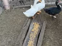 Ducks — φωτογραφία 3