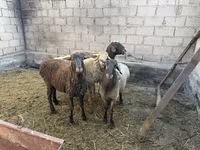 میش, گوسفند — عکس 3