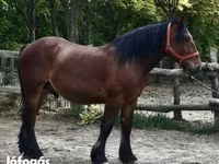 Hing, Lovak — 3. fotó