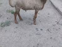 Montone, Pecore — foto 4