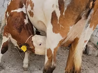 Kuh, Simmental cattle — Foto 7