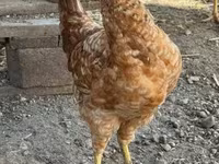Chickens — foto 6