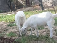 Dişi keçi, Alpine goat — foto 4