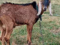 Caprone, Capre — foto 4