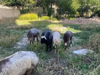 قوچ, گوسفند — عکس 7