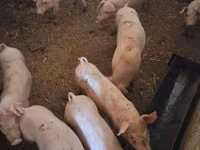 Scrofa, Maiali — foto 3