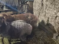 Beran, Arashan sheep — foto 3