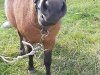 Hingst, American shetland pony — foto 2