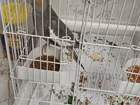 Məhsul: Nimfa (Cockatiel) papağanı və qəfəs dəsti Təsvir: - Rəng — รูปภาพ 5