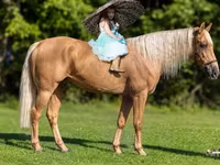 اسب نر, Palomino — عکس 1