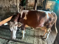 İnək, Simmental cattle — foto 3
