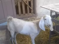 Jarac, Beetal goats — fotografija 4