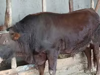 Lembu jantan, Red Steppe Cow — foto 3