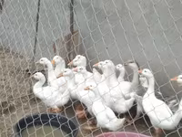 Geese — foto 5