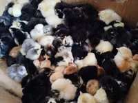 Chickens — Foto 3