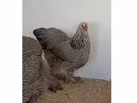 Brahma — foto 1