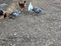 Guinea fowl — الصورة 1