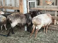 Vædder, Arashan sheep — foto 7