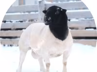 Ram, Dorper sheep — photo 1