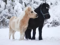 Ngựa đực, American shetland pony — ảnh 5