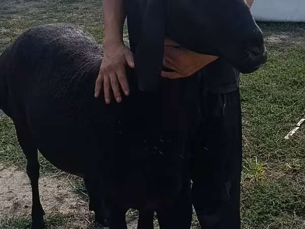 Får, Arashan sheep
