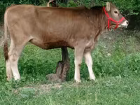 Ng'ombe jike, Swiss cattle — picha 2