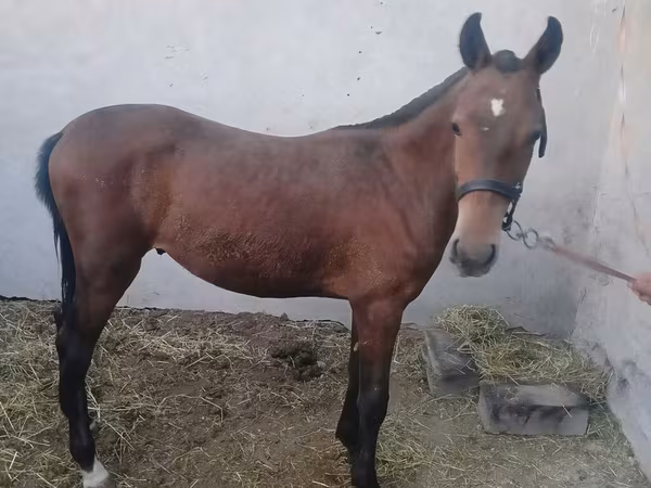 Kůň, Koně