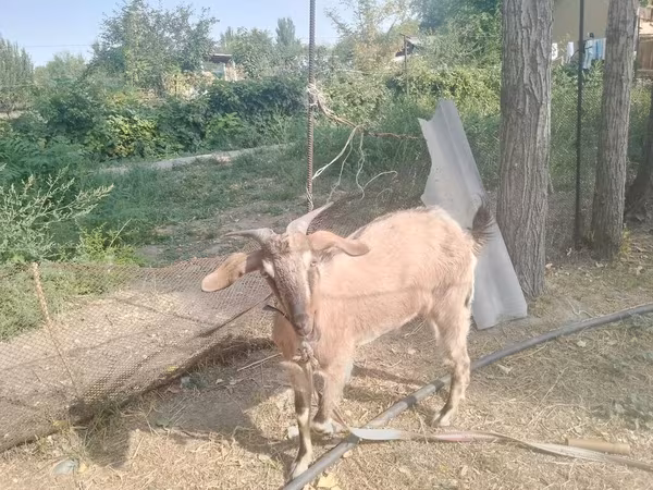 بز نر, بز