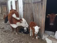 Lembu ternakan (lot, jantina tidak dinyatakan), Kazakh White-headed cow — foto 6